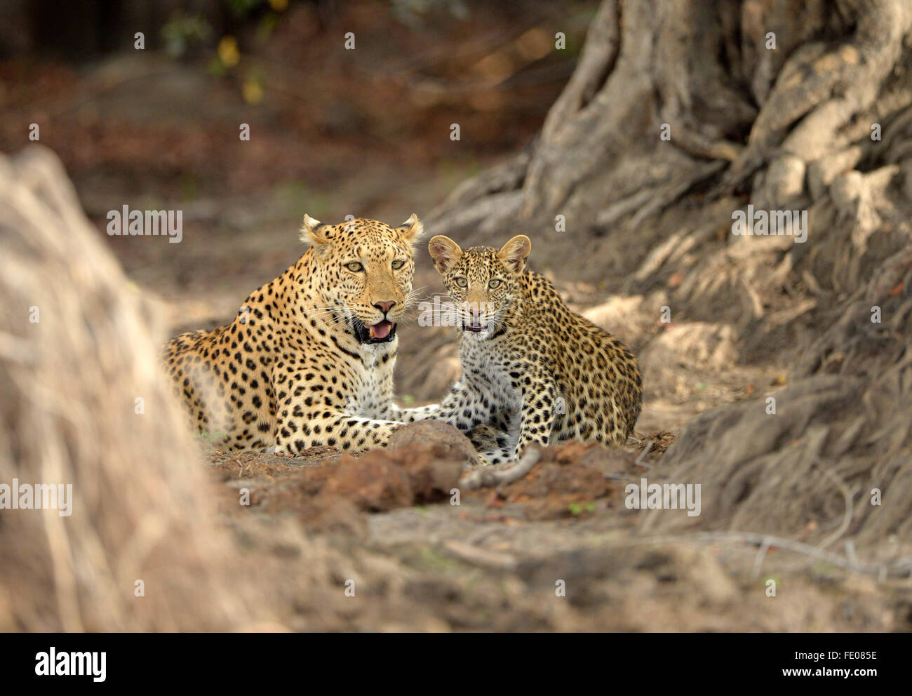 African Leopard (Panthera pardus) femmina adulta e cub sdraiato insieme, Parco Nazionale di Kafue, Zambia, Novembre Foto Stock