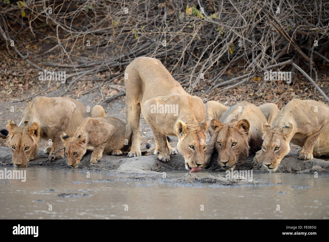 Lion (Panthera leo) cinque leoni di bere a waterhole, Parco Nazionale di Mana Pools, Zimbabwe, Novembre Foto Stock