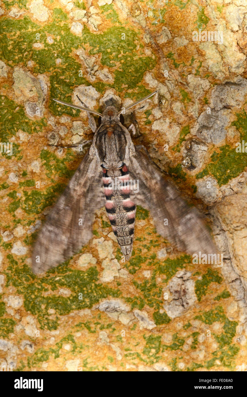 Concolvulus Hawkmoth (Agrias convolvuli) adulto sul tronco di albero, vibranti ali prima di prendere il volo, Lusaka, Zambia, Novembre Foto Stock
