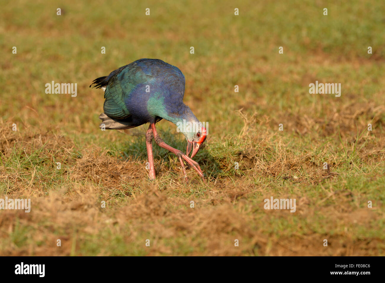 Purple Swamp Hen (Porphyrio poliocephalus) camminando sul terreno erboso, becchettare piede, Bundala National Park, Sri Lanka, Marzo Foto Stock