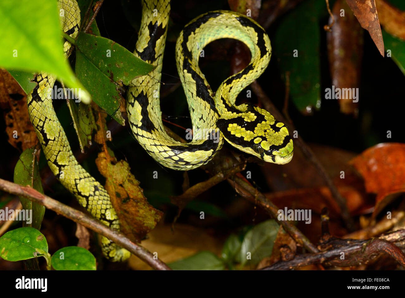 Il governo dello Sri Lanka Pit-viper (Trimeresurus trigonocephalus) riserva forestale di Sinharaja, Sri Lanka, Marzo Foto Stock