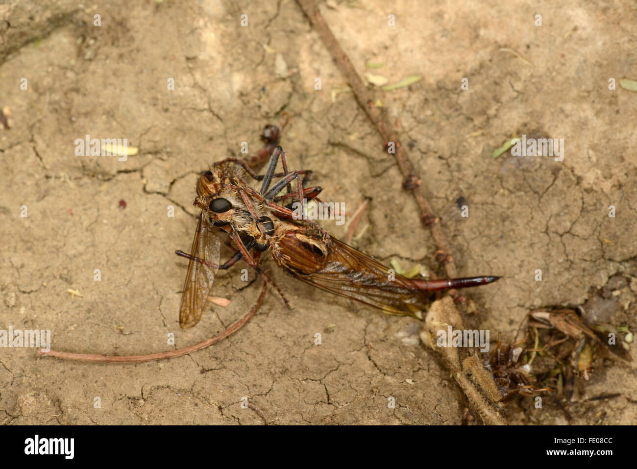 Robber Fly (Asilidae) due mosche combattimenti, Lusaka, Zambia, Novembre Foto Stock