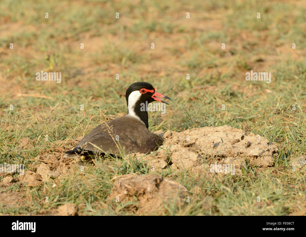 Rosso-wattled Pavoncella (Vanellus indicus) sul suolo seduta sul nido, Yala National Park, Sri Lanka, Marzo Foto Stock