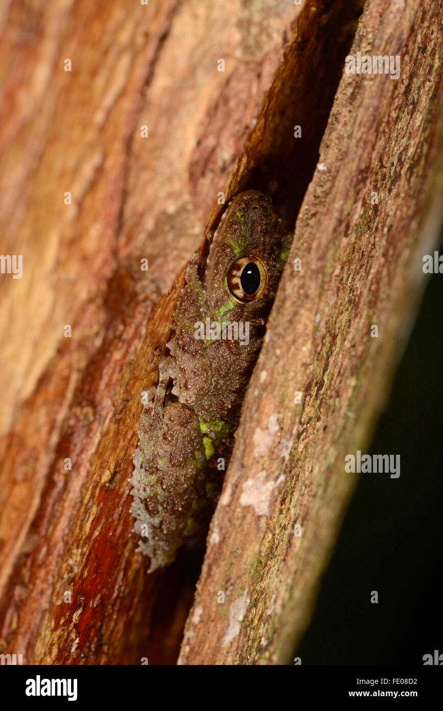 Il tubercolo arbusto (Rana Philautus cavirostris) appoggiandosi sotto corteccia di albero, riserva forestale di Sinharaja, Sri Lanka, Marzo Foto Stock