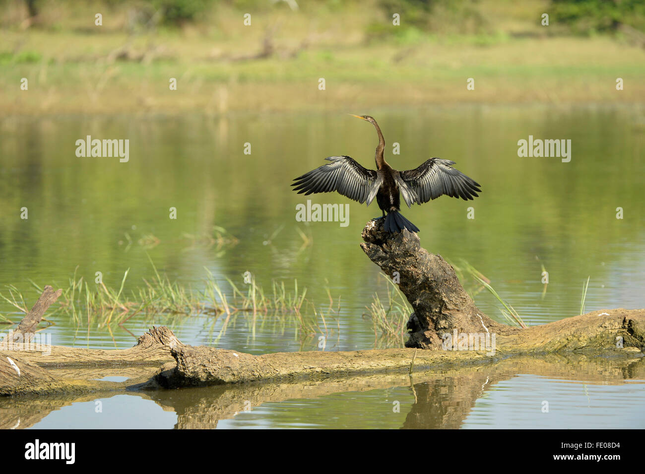 Snake Bird (Anhinga anhinga) arroccato su albero morto, essiccazione ali, Yala National Park, Sri Lanka, Marzo Foto Stock