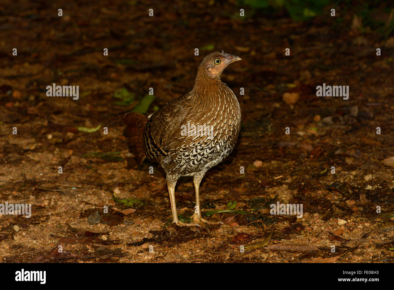 Sri Lanka Junglefowl (Gallus lafayettii) femmina in piedi sul suolo della foresta pluviale, riserva forestale di Sinharaja, Sri Lanka, Marzo Foto Stock