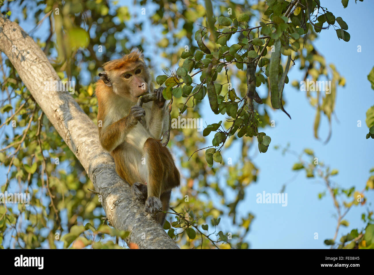 Comune di Toque Macaque (Macaca sinica sinica) seduta nella struttura ad albero di mangiare seme pod, Bundala National Park, Sri Lanka, Marzo Foto Stock