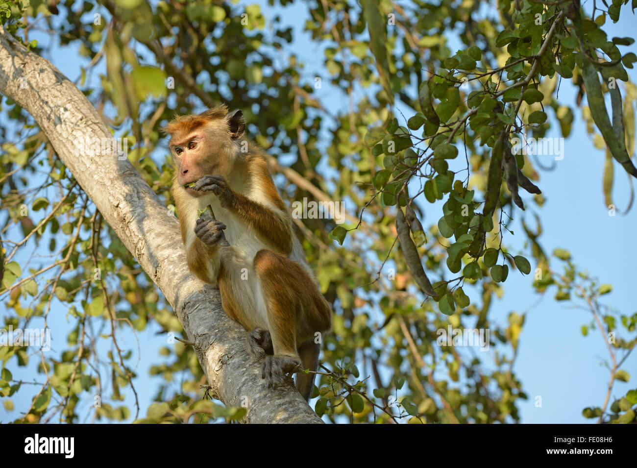 Comune di Toque Macaque (Macaca sinica sinica) seduta nella struttura ad albero di mangiare seme pod, Bundala National Park, Sri Lanka, Marzo Foto Stock