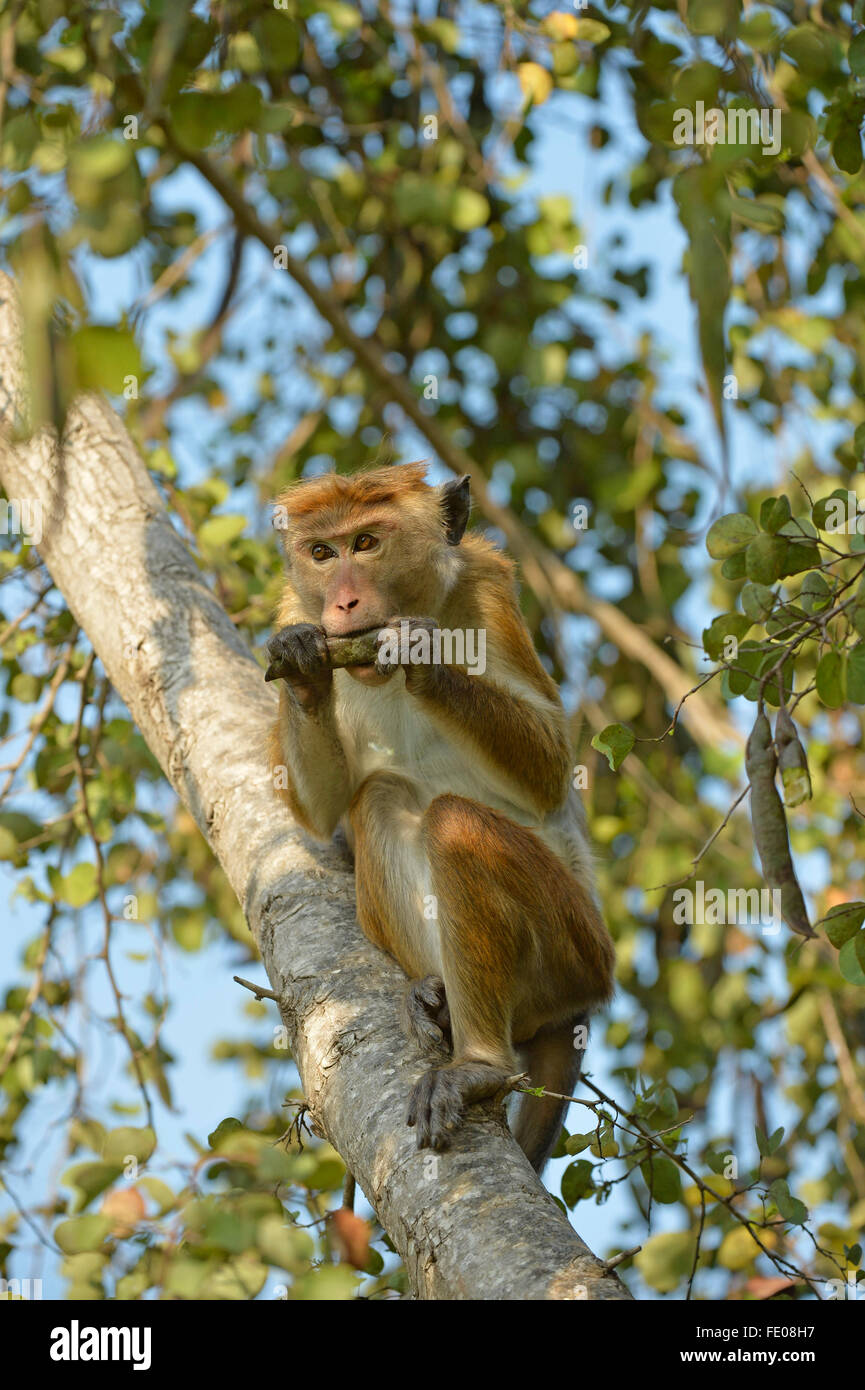 Comune di Toque Macaque (Macaca sinica sinica) seduta nella struttura ad albero di mangiare seme pod, Bundala National Park, Sri Lanka, Marzo Foto Stock