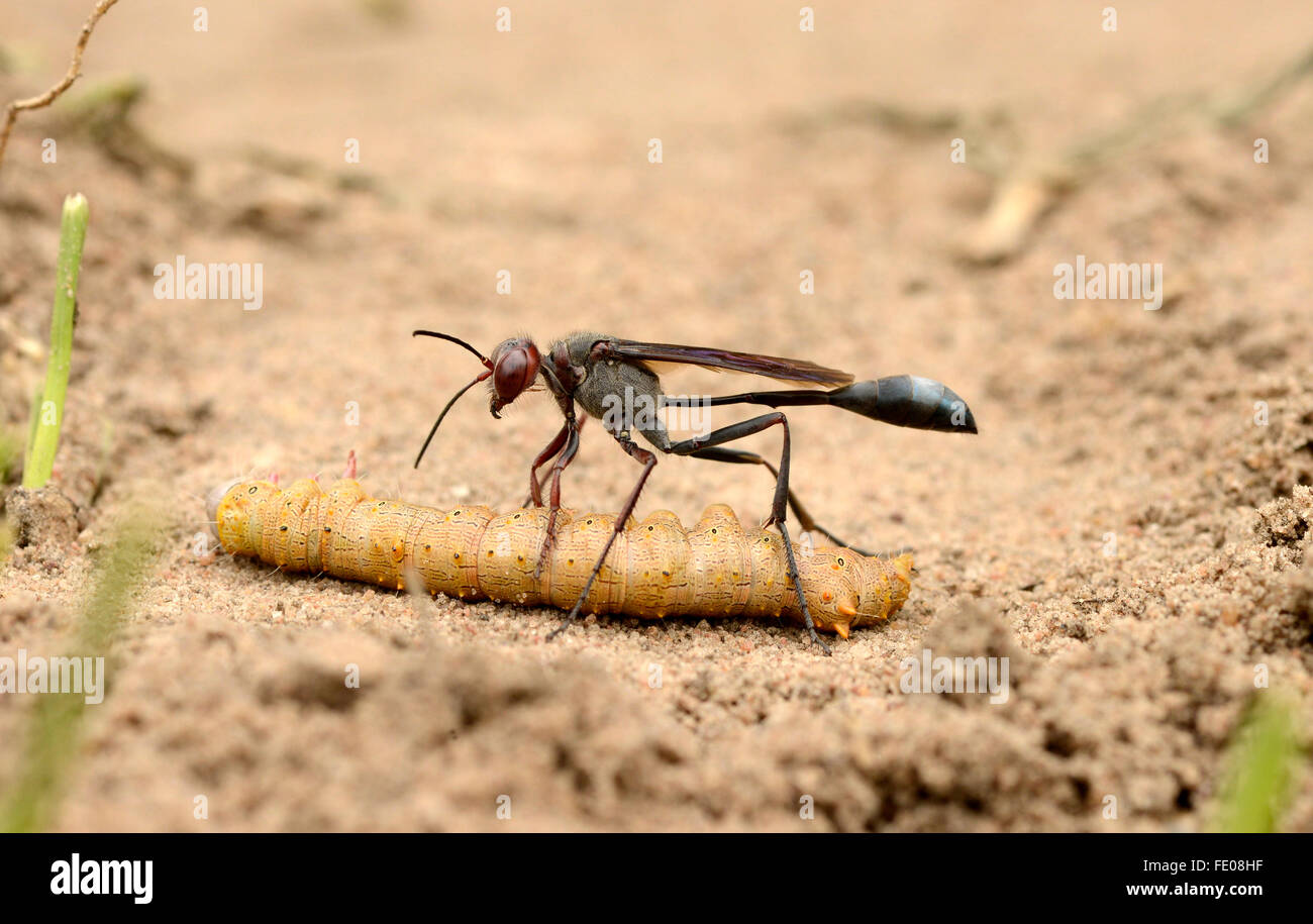 Sabbia Wasp (Vespidae) sul suolo con caterpillar preda, Parco Nazionale di Kafue, Zambia, Novembre Foto Stock