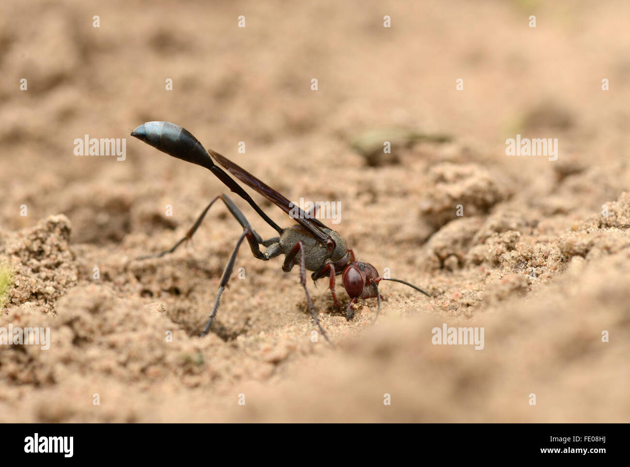 Sabbia Wasp (Vespidae) sulla tenuta di massa la sua nidificazione scavano, Parco Nazionale di Kafue, Zambia, Novembre Foto Stock