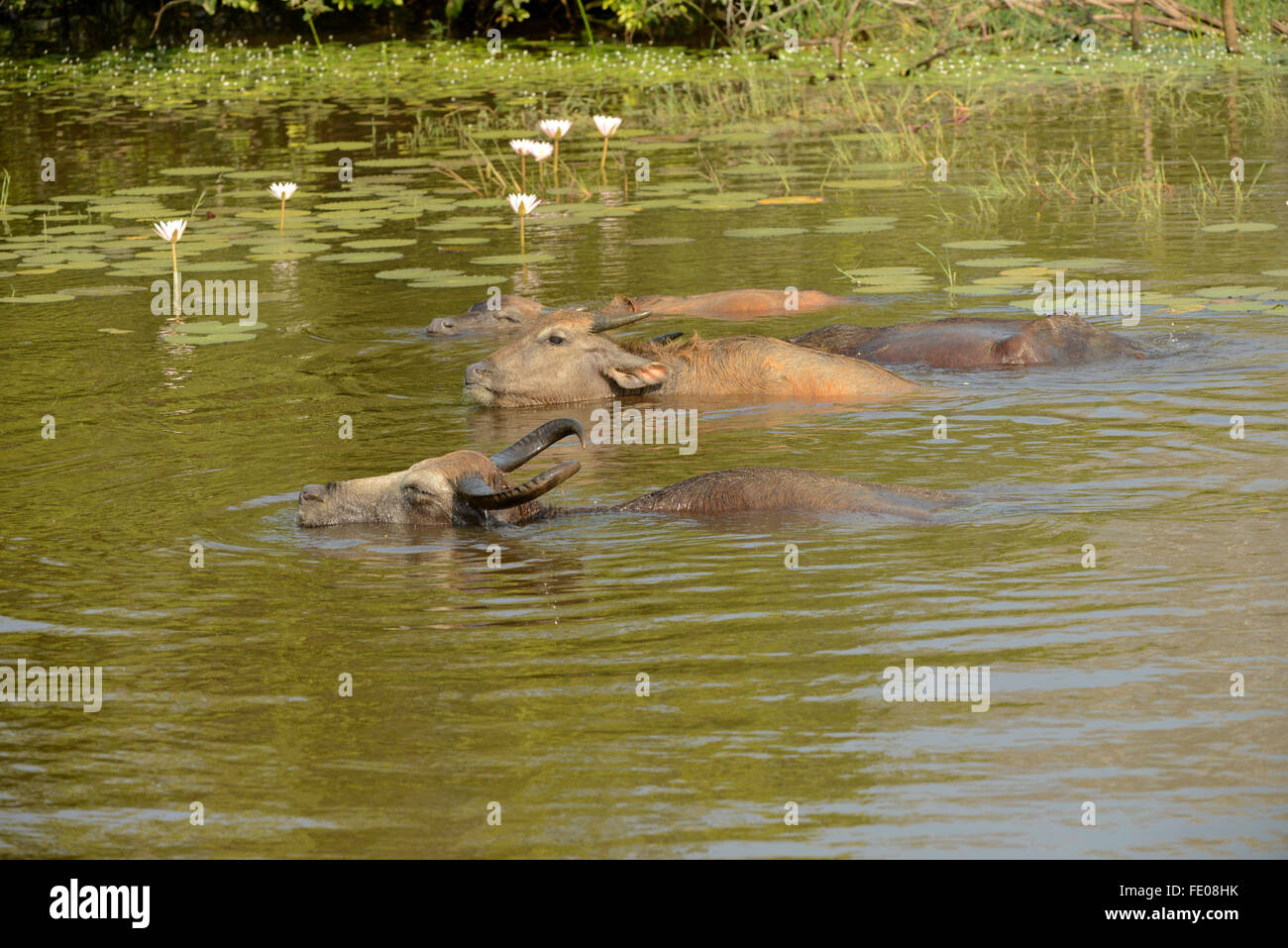 Asian Bufalo d'acqua (Bubalus bubalis) piccolo gruppo nuoto attraverso piccolo lago, Yala National Park, Sri Lanka, Marzo Foto Stock