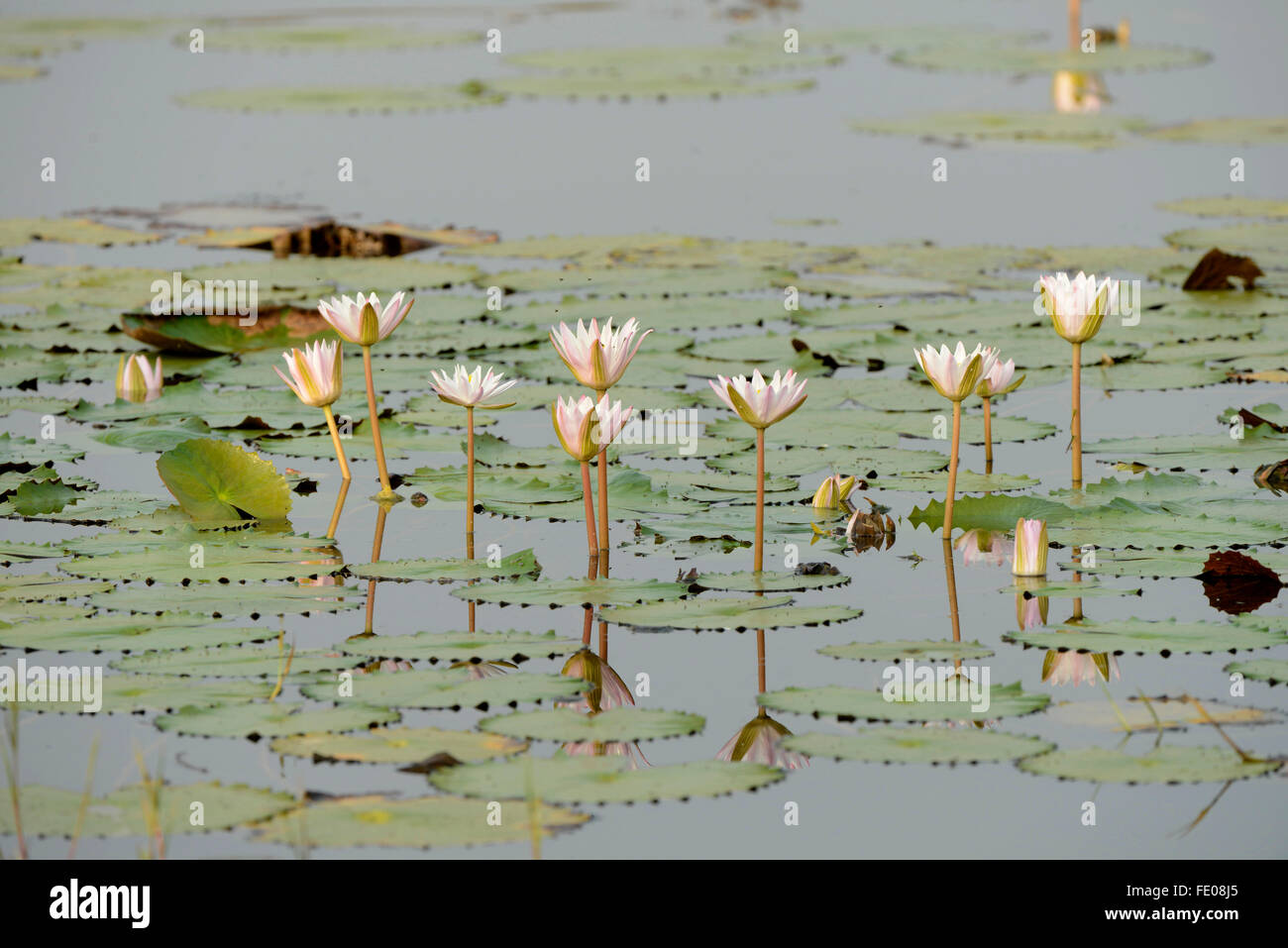 Water Lilies, Yala National Park, Sri Lanka, Marzo Foto Stock