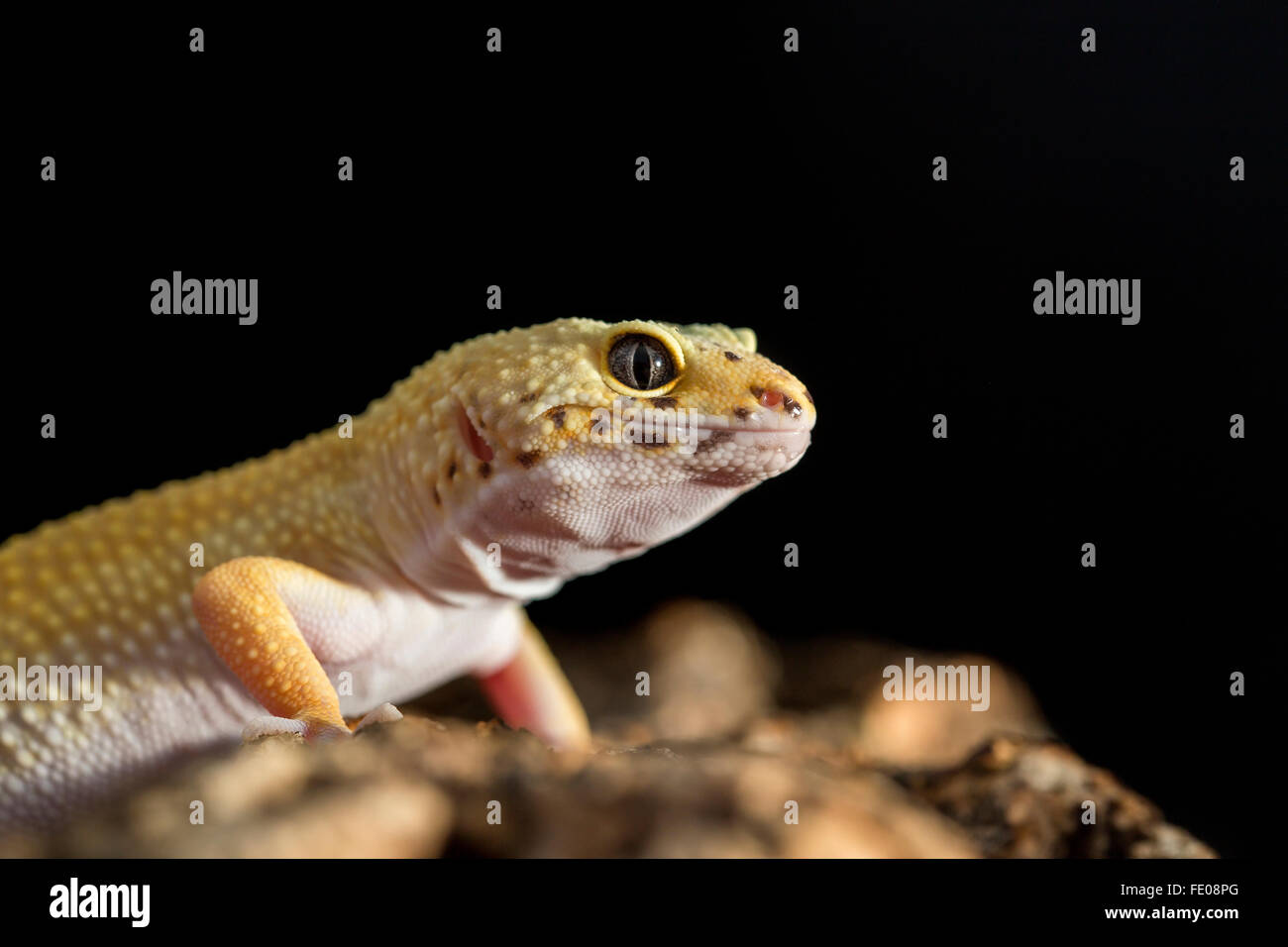 Primo piano di un leopard gecko, Eublepharis macularius. A differenza della maggior parte dei gechi, leopard gechi possiedono palpebre mobili. Foto Stock