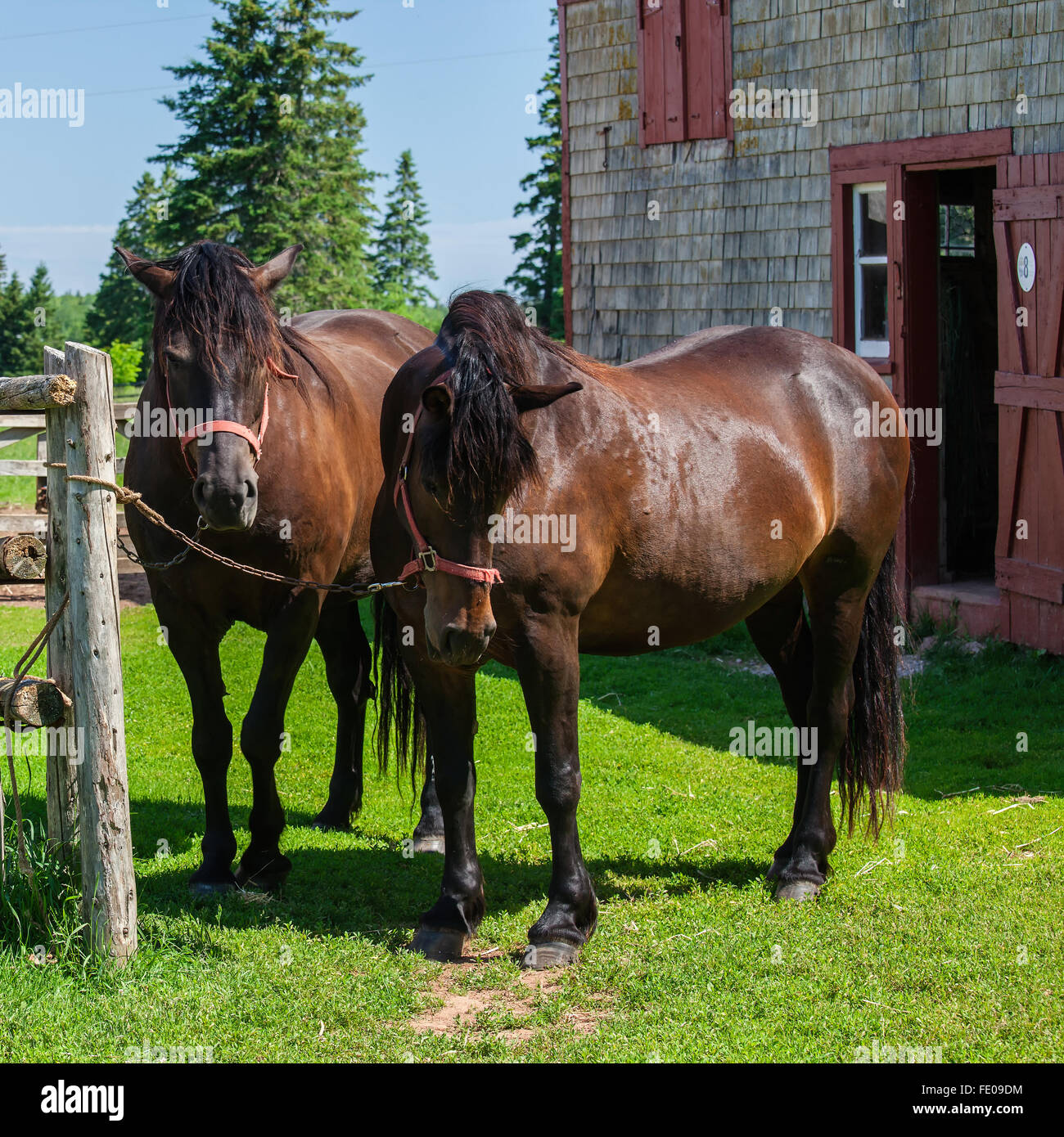 Il canadese del cavallo è un cavallo di razza del Canada che è un forte e ben muscoloso razza di cavalli di luce. Foto Stock
