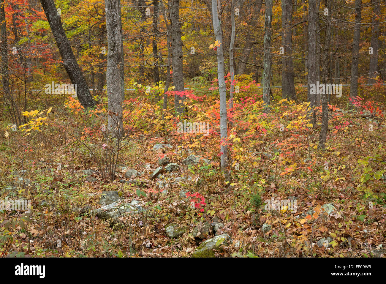 Blue Ridge Parkway a rocce Humpback Visitor Center, Virginia Foto Stock