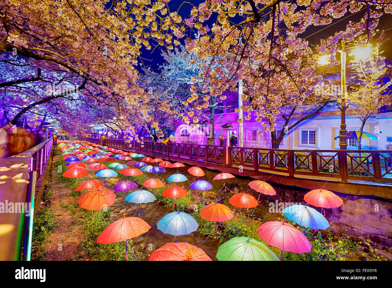 Fiori di Ciliegio sakura durante la notte, la città di Busan in Corea del Sud Foto Stock