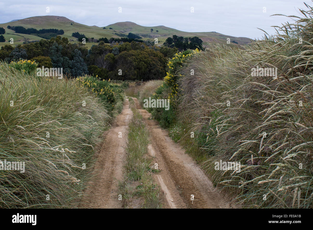 Nuova Zelanda, Isola del Sud, Dunedin, Penisola di Otago, Nature meraviglie. Private Wildlife Conservation Reserve, strada sterrata. Foto Stock