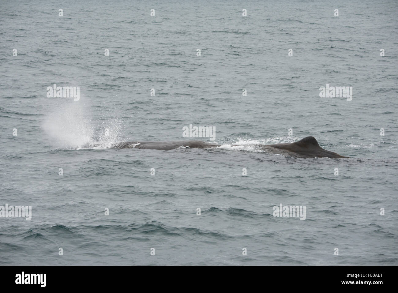 Nuova Zelanda, Isola del Sud, Kaikoura. Sperma balena (Physeter macrocephalus) aka cachalot, la più grande delle balene dentate. Foto Stock