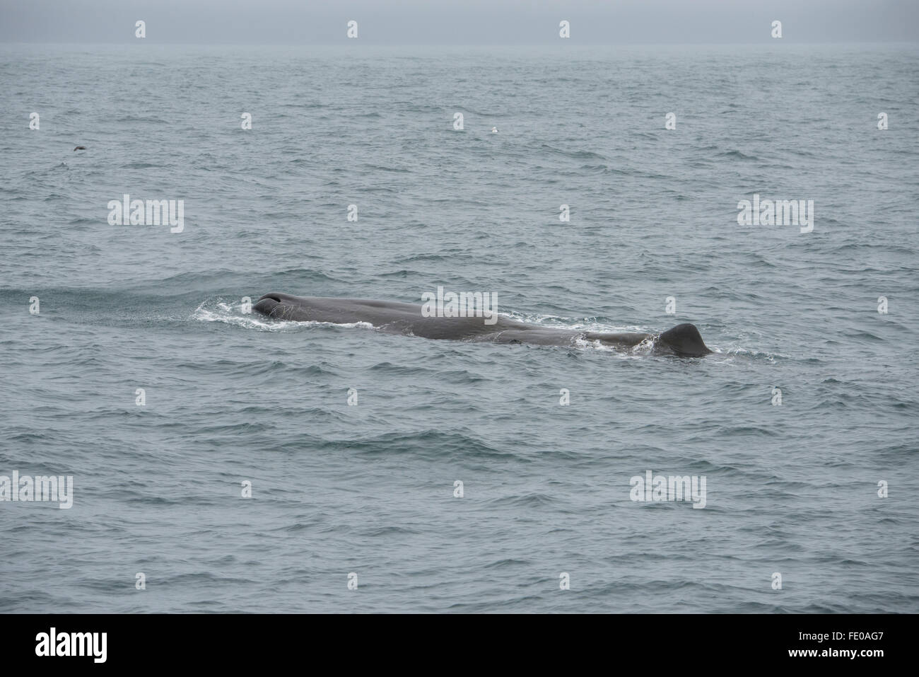 Nuova Zelanda, Isola del Sud, Kaikoura. Sperma balena (Physeter macrocephalus) aka cachalot, la più grande delle balene dentate. Foto Stock