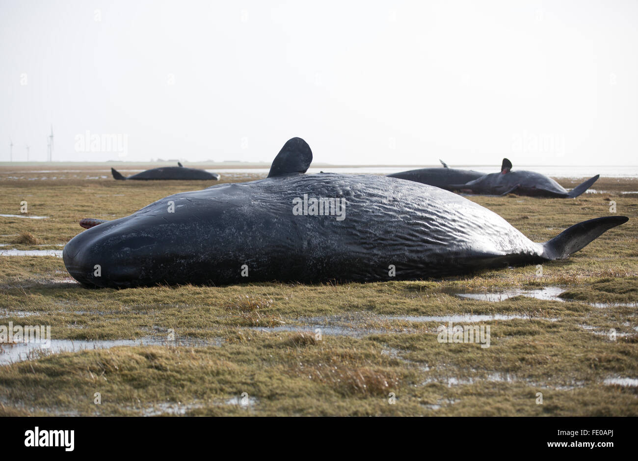 Kaiser-Wilhelm polder in Germania, il 3 febbraio 2016. Morti i capodogli sulle velme vicino al esperti ha iniziato la rimozione del 8 capodoglio cadaveri scoperto sulle velme vicino Dithmarschen. Credito: dpa picture alliance/Alamy Live News Foto Stock