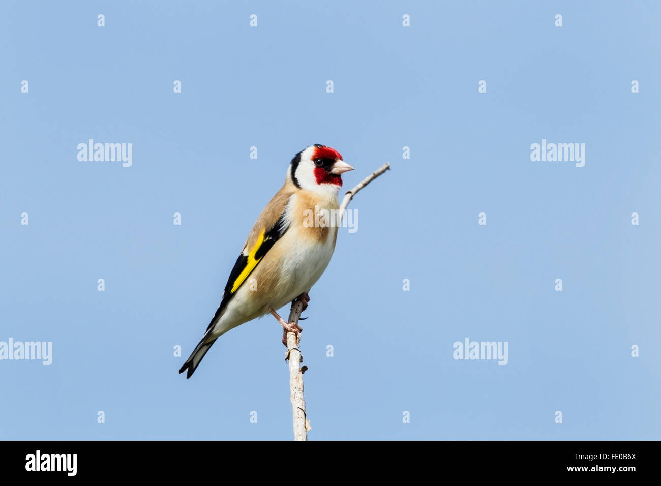 Cardellino (Carduelis carduelis) adulto appollaiato sul ramo di albero contro un cielo blu, Norfolk, Inghilterra Foto Stock