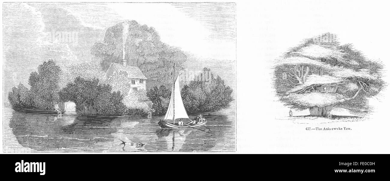 BERKS: la Magna Charta isola; Ankerwyke Yew, antica stampa 1845 Foto Stock