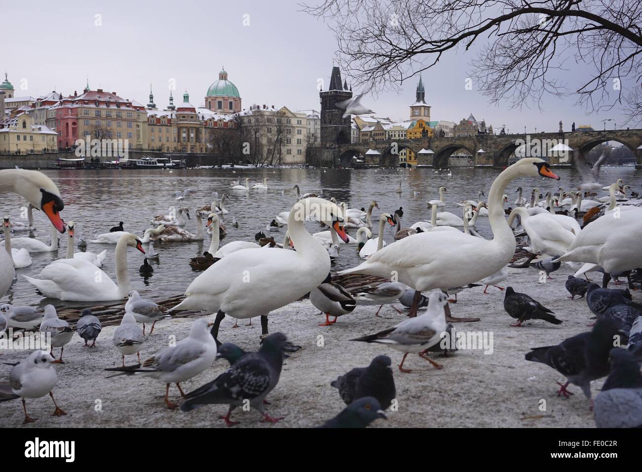 Praga, il ponte Carlo e uccelli Foto Stock