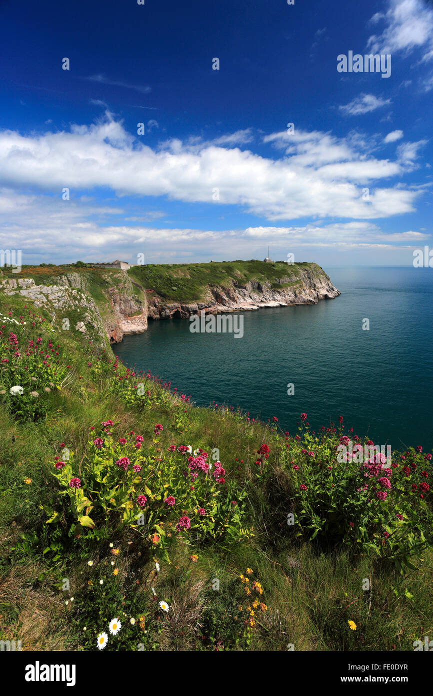 Estate, fiori selvaggi e scogliere di Berry Head Riserva Naturale Nazionale, Torbay, English Riviera, della Contea di Devon, Inghilterra, Regno Unito Foto Stock