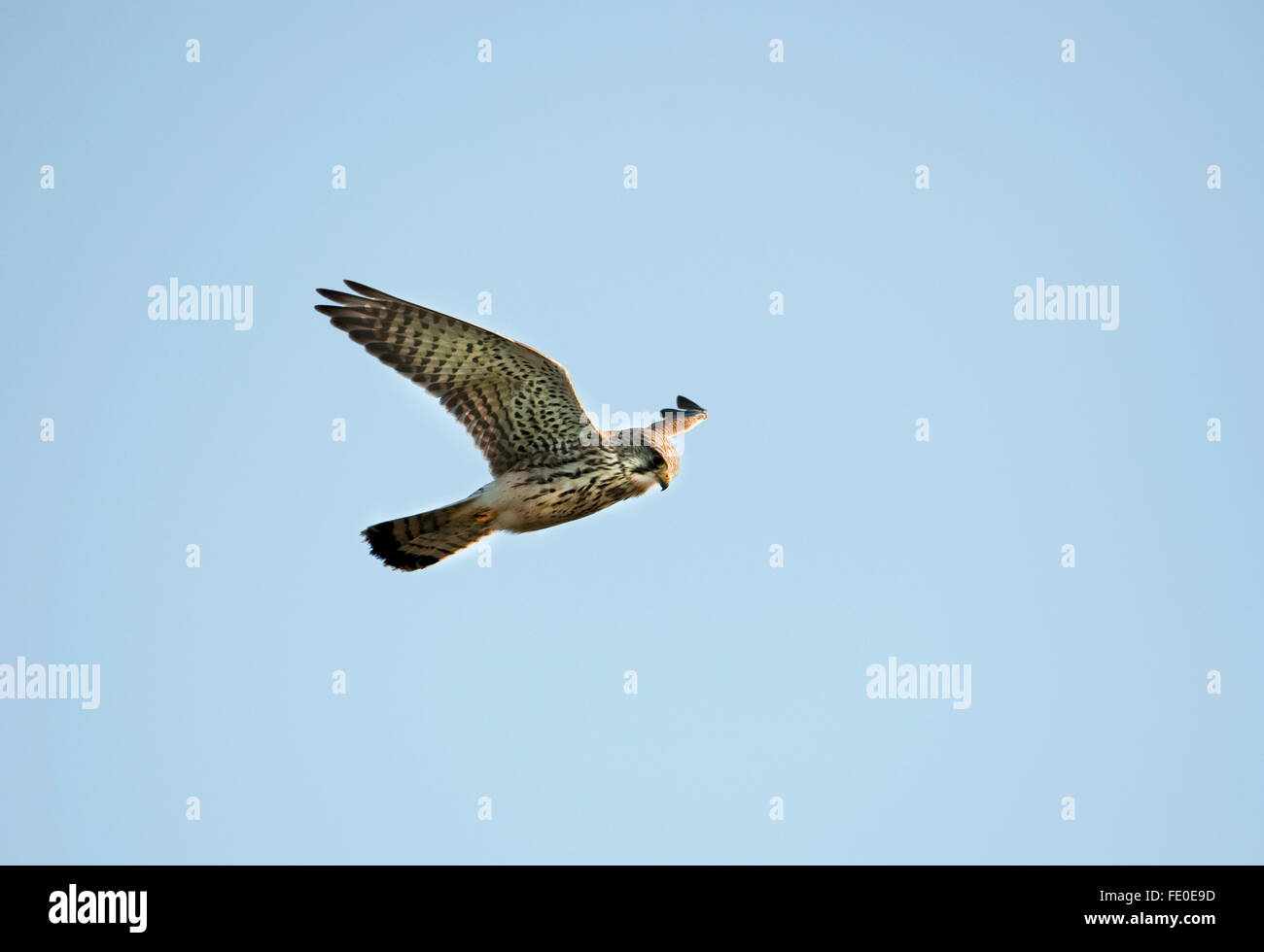 Il Gheppio, il Falco tinnunculus, REGNO UNITO Foto Stock