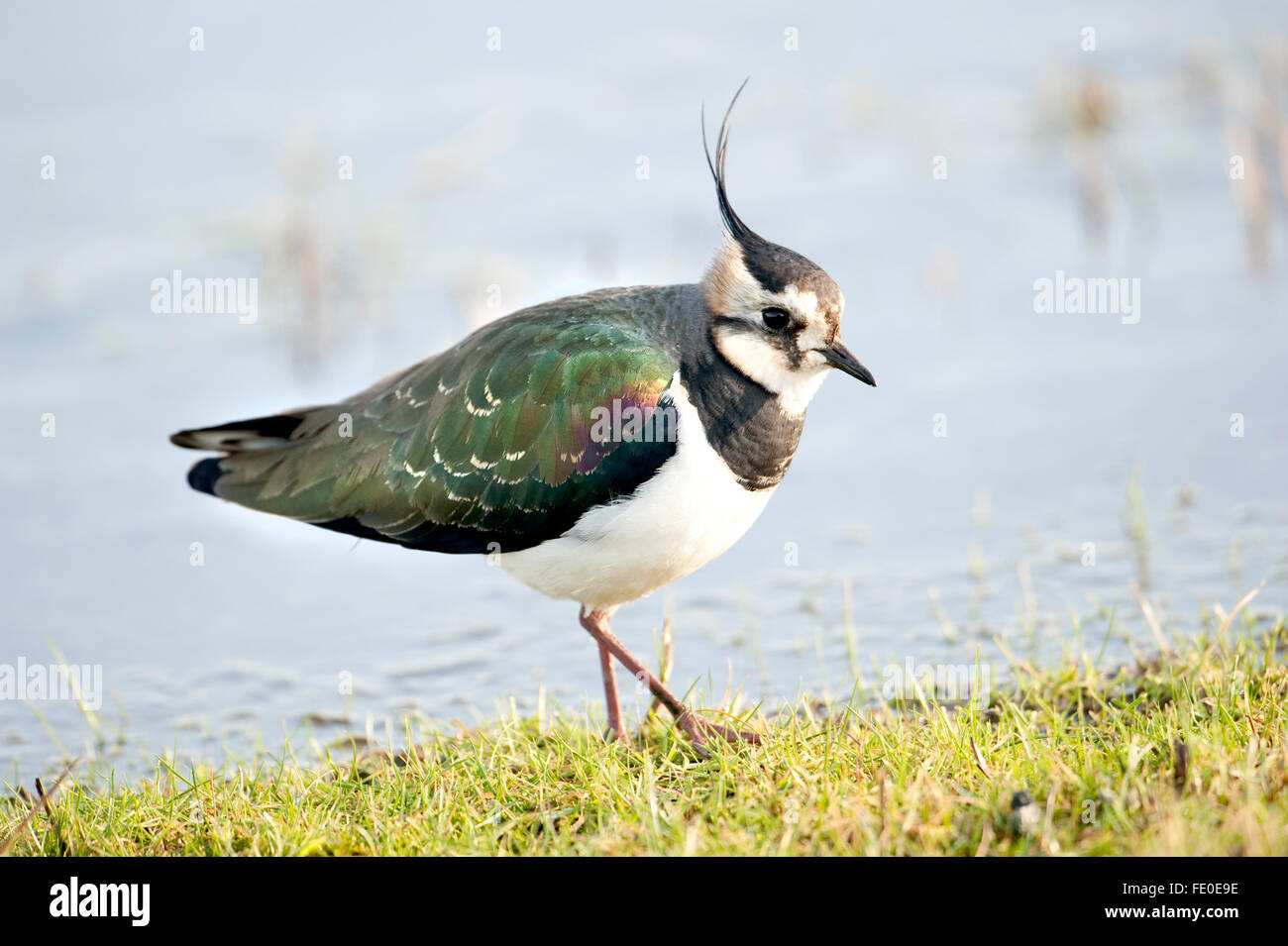 Pavoncella, Vanellus vanellus, REGNO UNITO Foto Stock