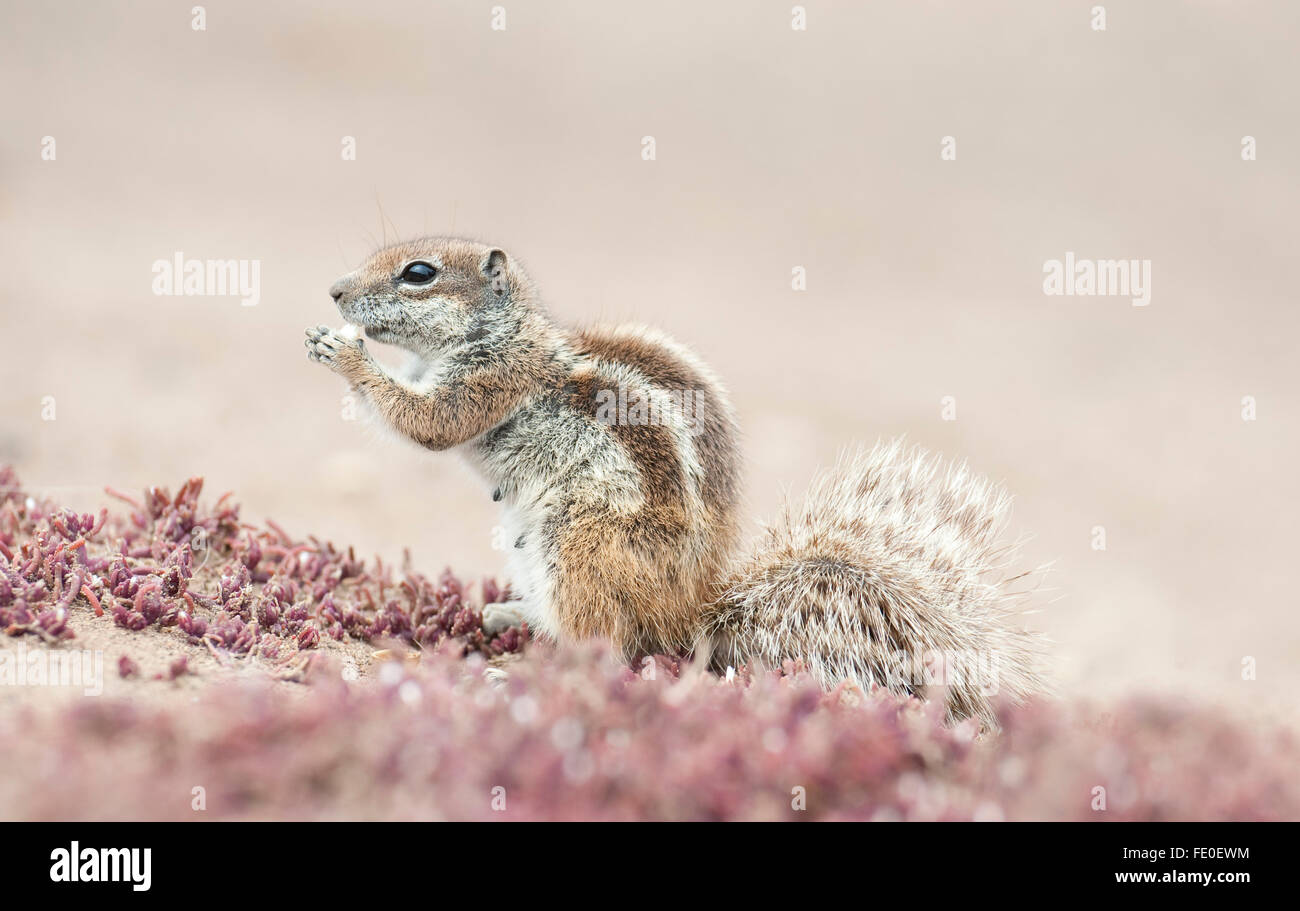 Barberia scoiattolo di terra, Fuerteventura, Isole Canarie Foto Stock