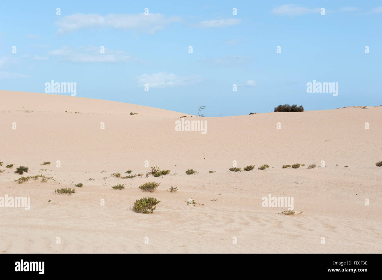 Corralejo Dunes National Park, Fuerteventura, Spagna Foto Stock