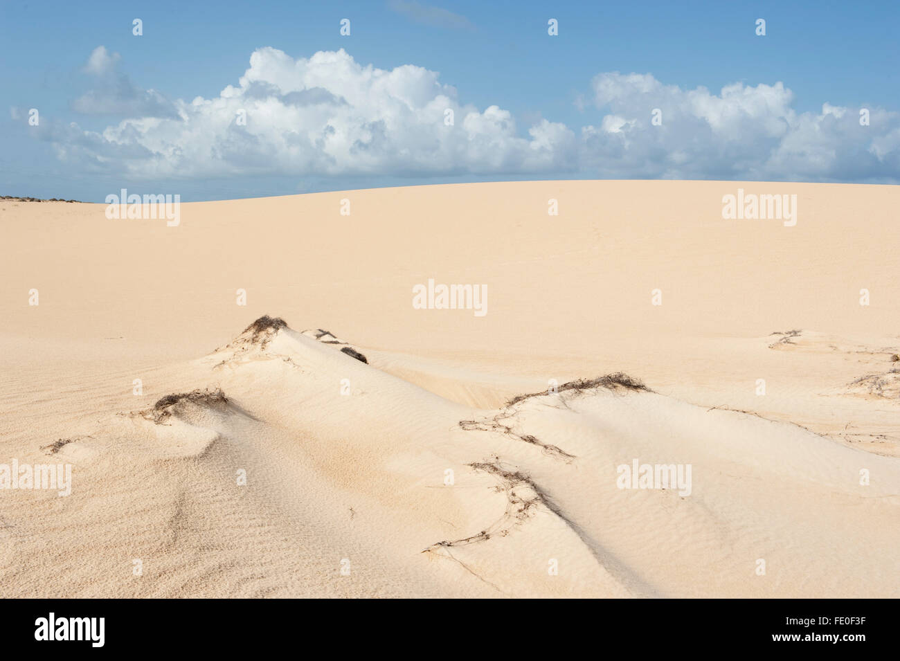 Corralejo Dunes National Park, Fuerteventura, Spagna Foto Stock