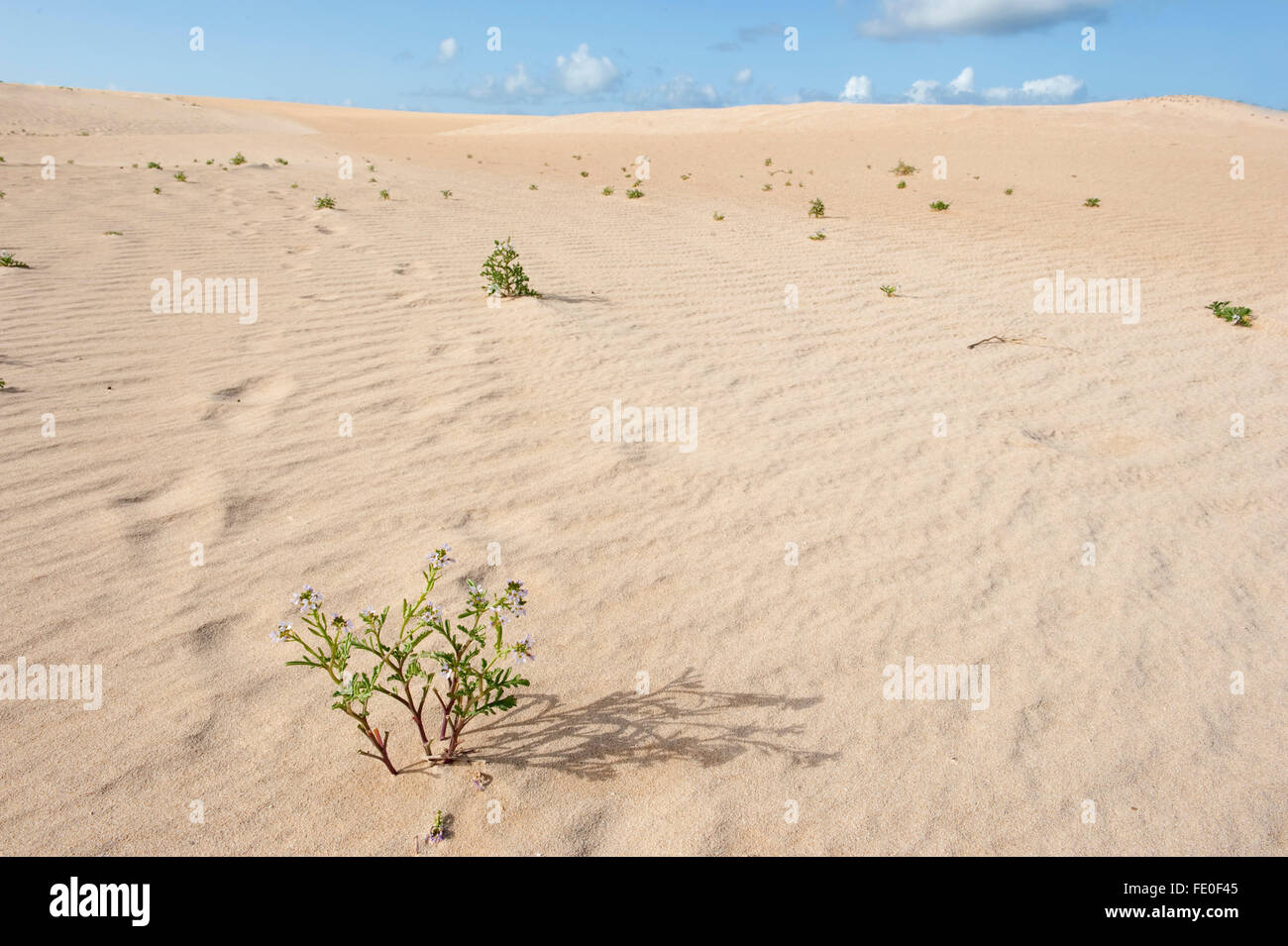 Corralejo Dunes National Park, Fuerteventura, Spagna Foto Stock