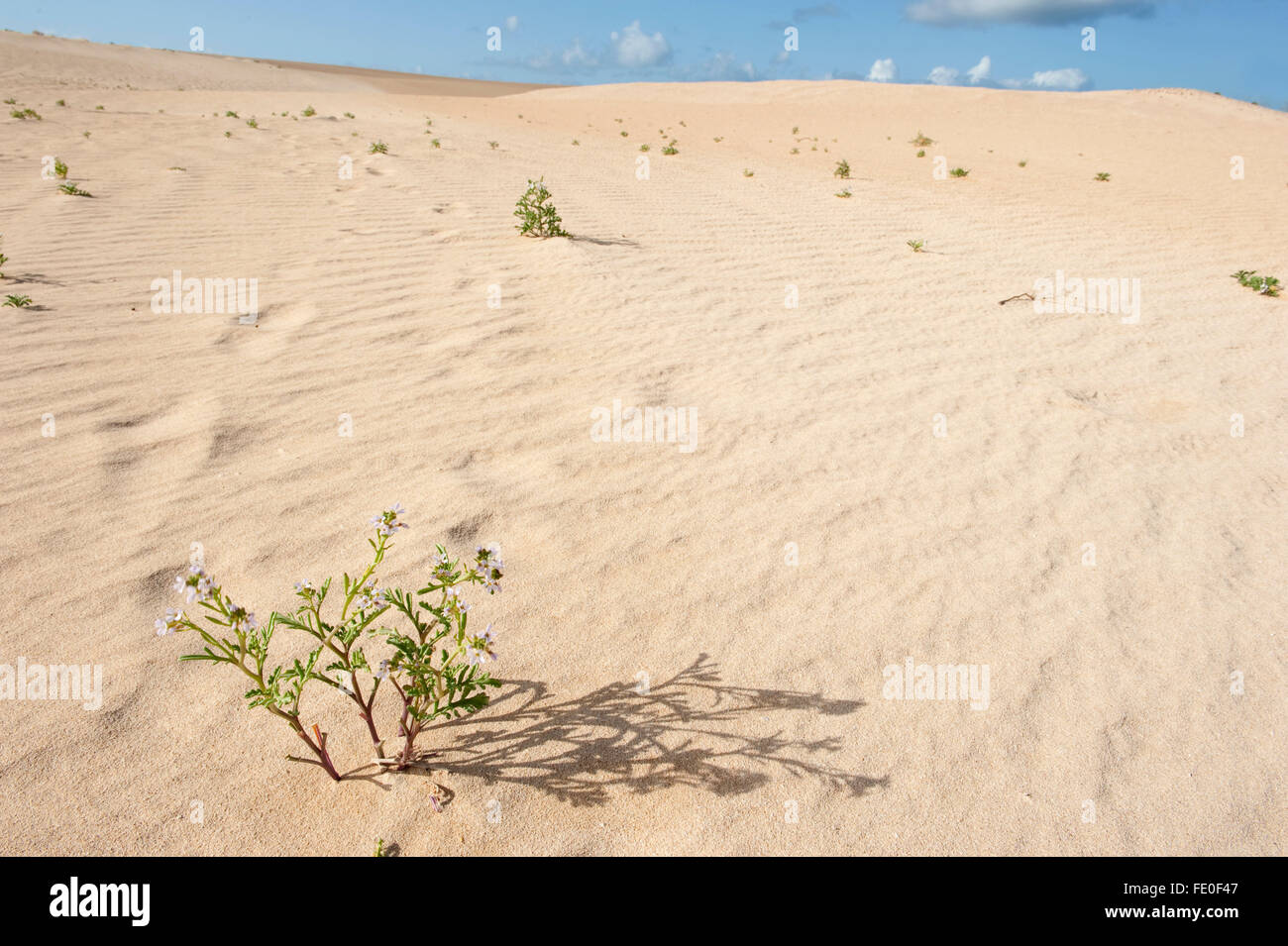 Corralejo Dunes National Park, Fuerteventura, Spagna Foto Stock