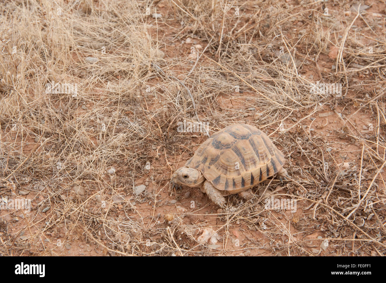 Sperone Thighed tartaruga, Testudo graeca, Marocco Foto Stock