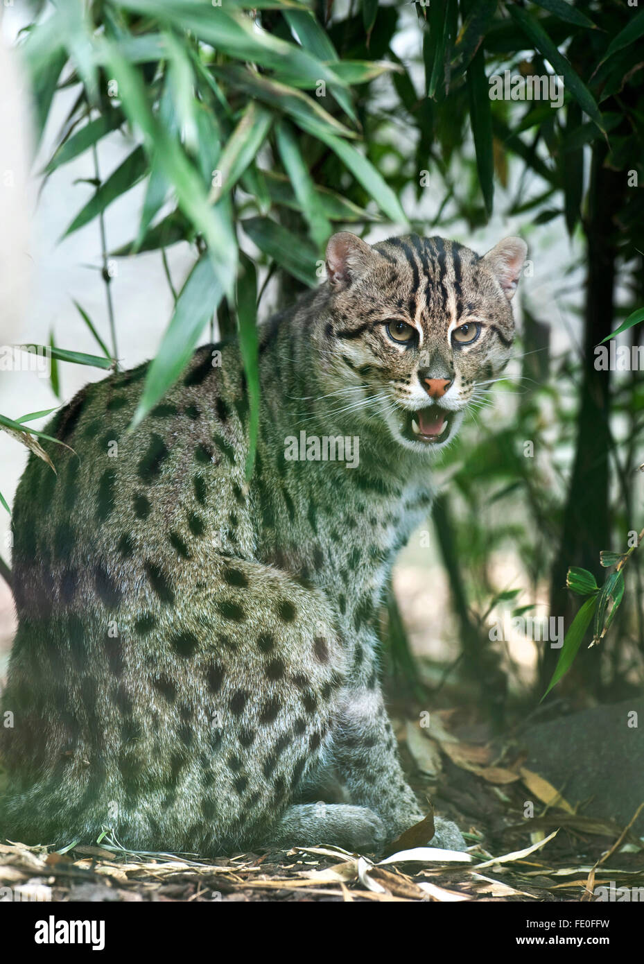 La pesca Cat, Prionailurus viverrinus, India Foto Stock