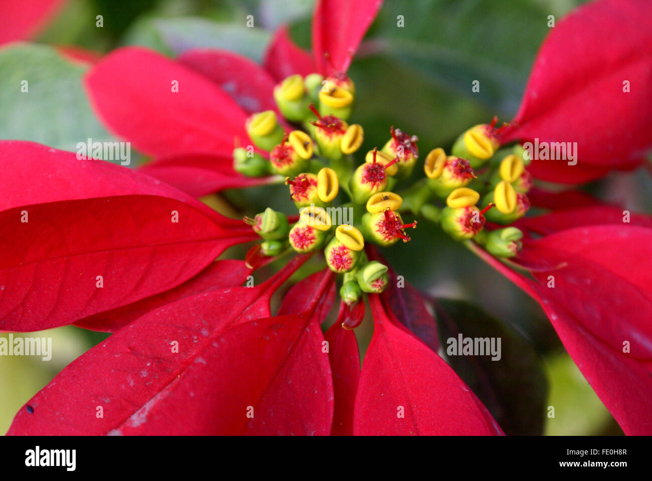 Euphorbia pulcherrima, Poinsettia, arbustive ornamentali con rosso superiore foglie giallo circostante cyathia, popolare impianto di Natale Foto Stock