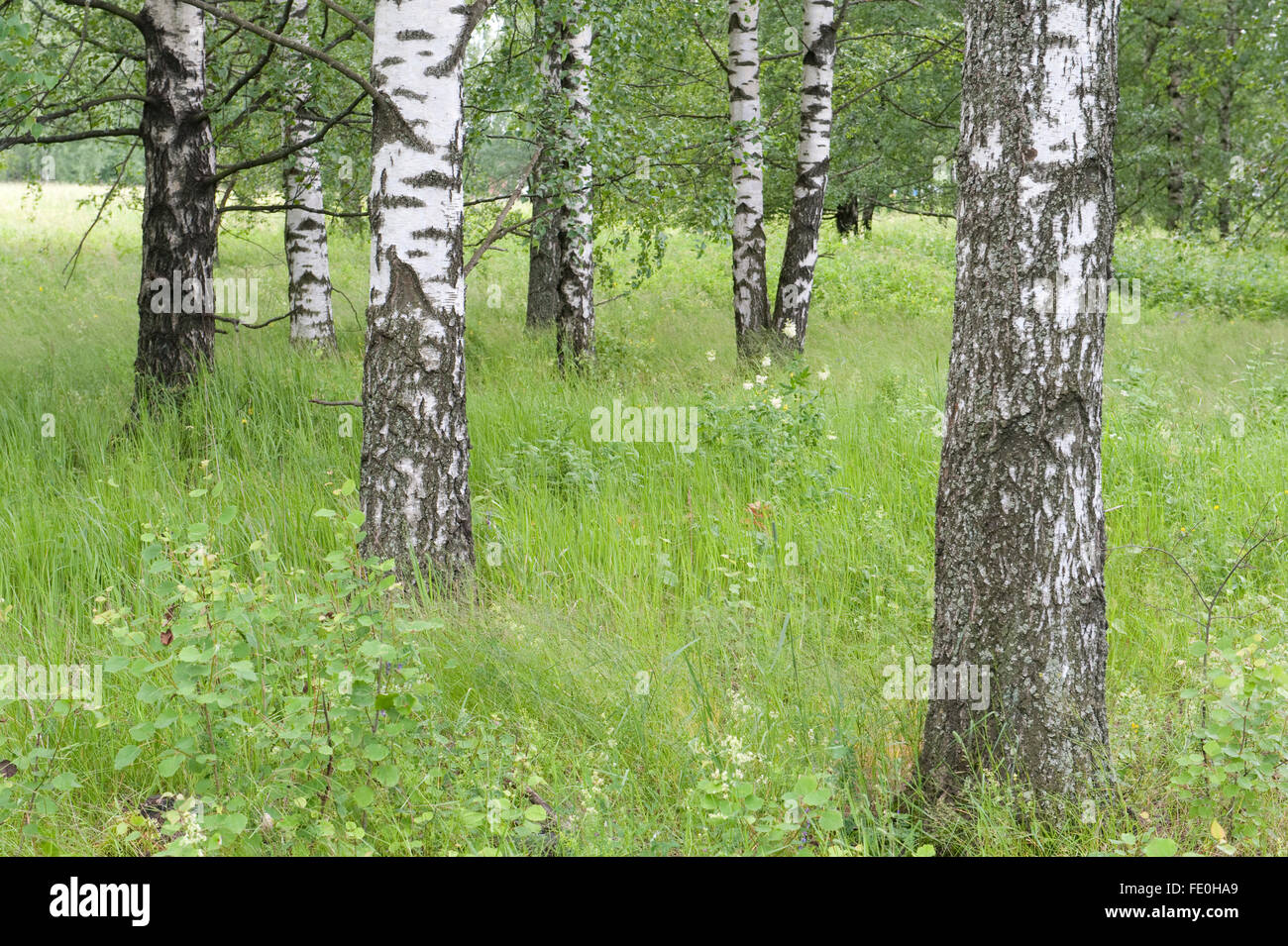 Silver Birch bosco e prato, Kangasala, Finlandia Foto Stock