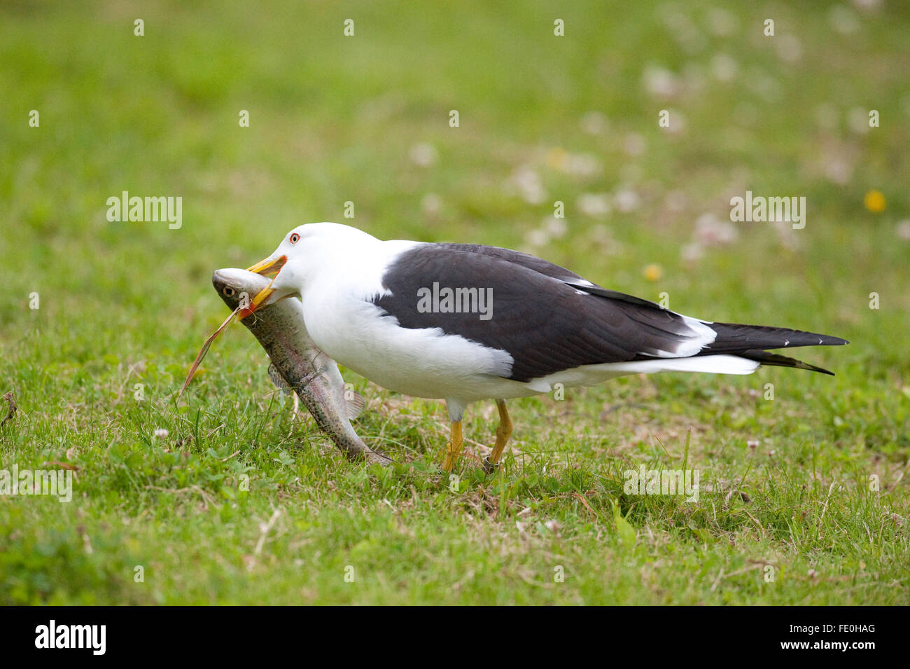 Grande Black Backed Gull, Larus marinus, Kangasala, Finlandia Foto Stock