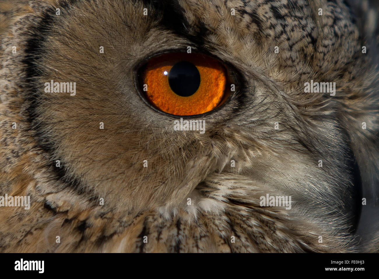 Dortmund, Germania. 3 febbraio, 2016. Jurij il gufo reale raffigurato in corrispondenza di un evento stampa per la caccia e la pesca a doppio commercio equo " Jagd und Hund' e 'Fisch und Angel' a Dortmund, Germania, il 3 febbraio 2016. La fiera commerciale corre dal 09 febbraio fino al 14 febbraio 2016. Foto: MAJA HITIJ/DPA/Alamy Live News Foto Stock