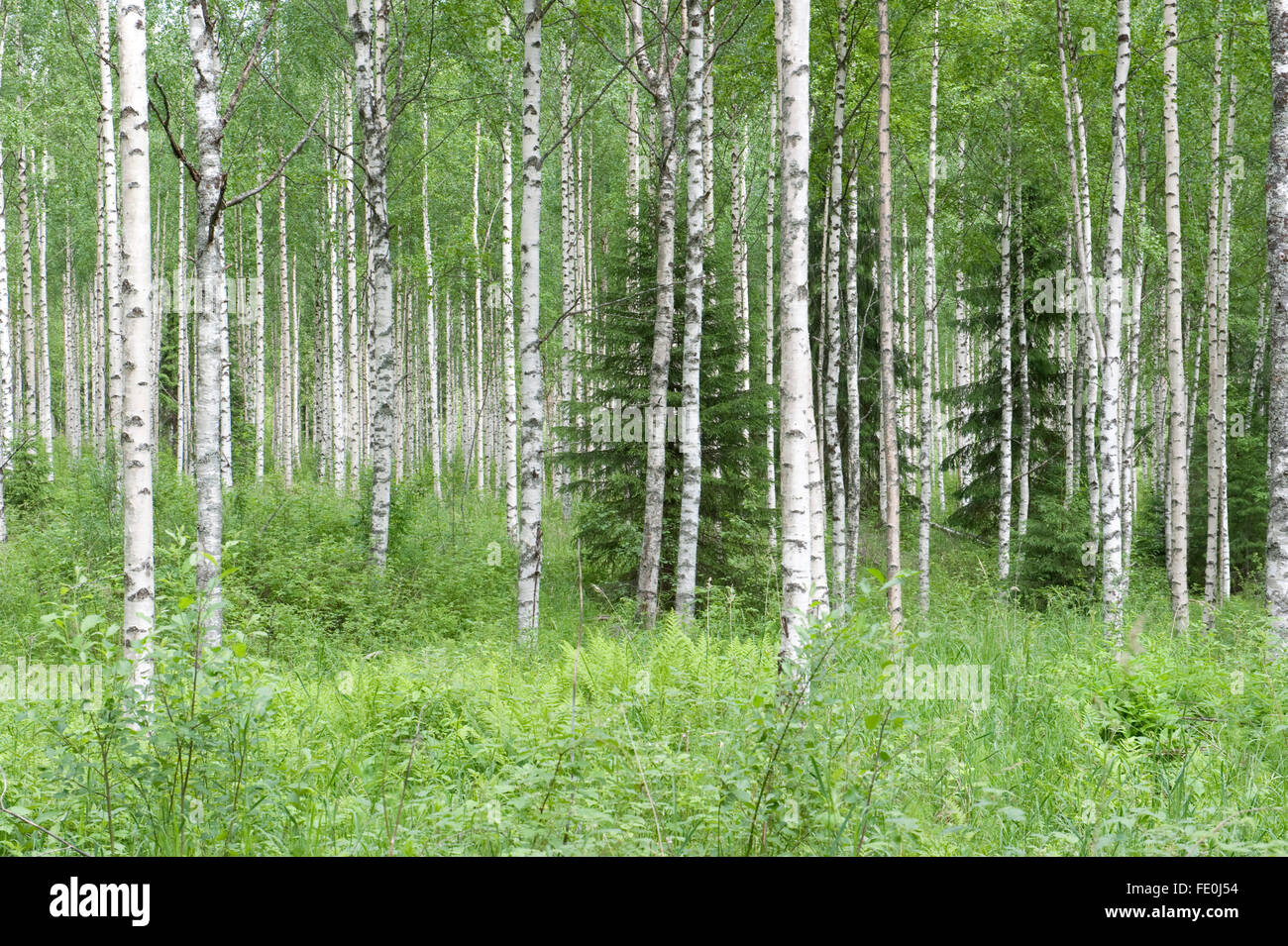 Argento bosco di betulle, Betula pendula, Finlandia Foto Stock