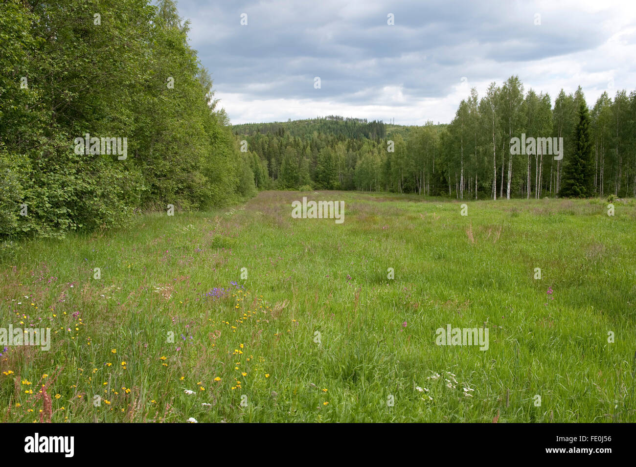 Wild Meadow Campo, Finlandia Foto Stock