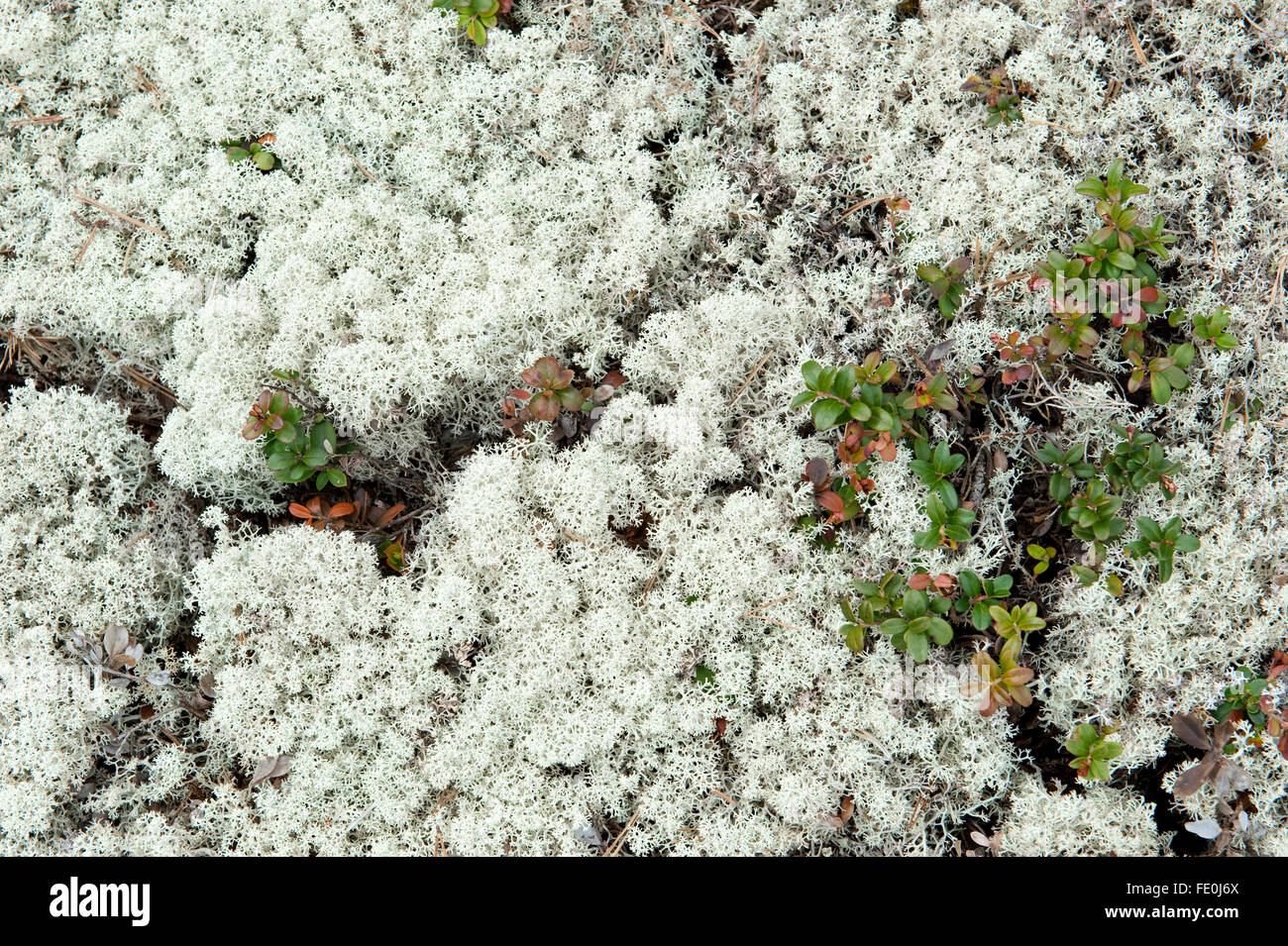 Licheni delle renne, Cladonia rangiferina, Hiidenportti National Park, Finlandia Foto Stock