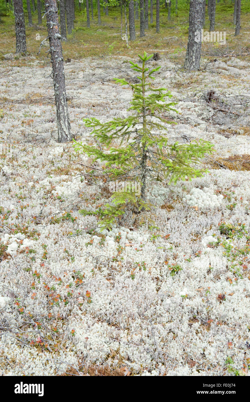 Licheni delle renne, Cladonia rangiferina, Hiidenportti National Park, Finlandia Foto Stock