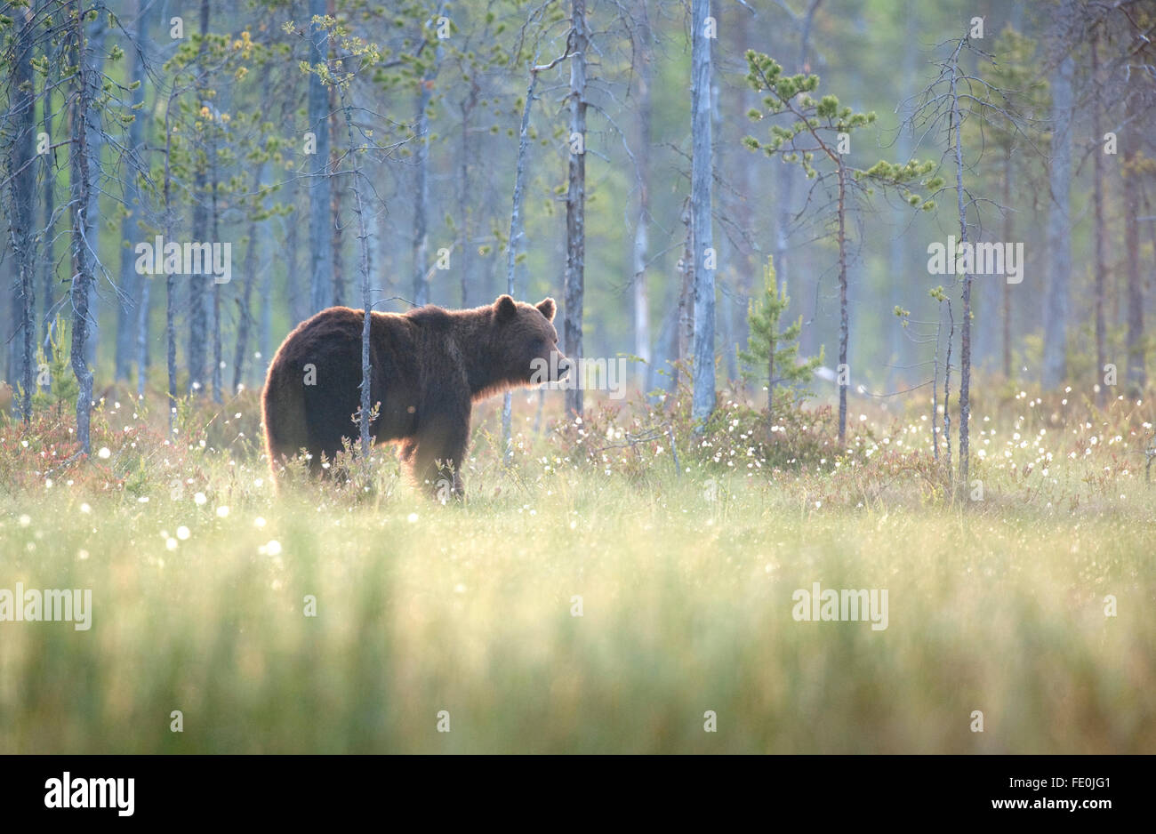 Unione di orso bruno Ursus arctos arctos, Finlandia Foto Stock