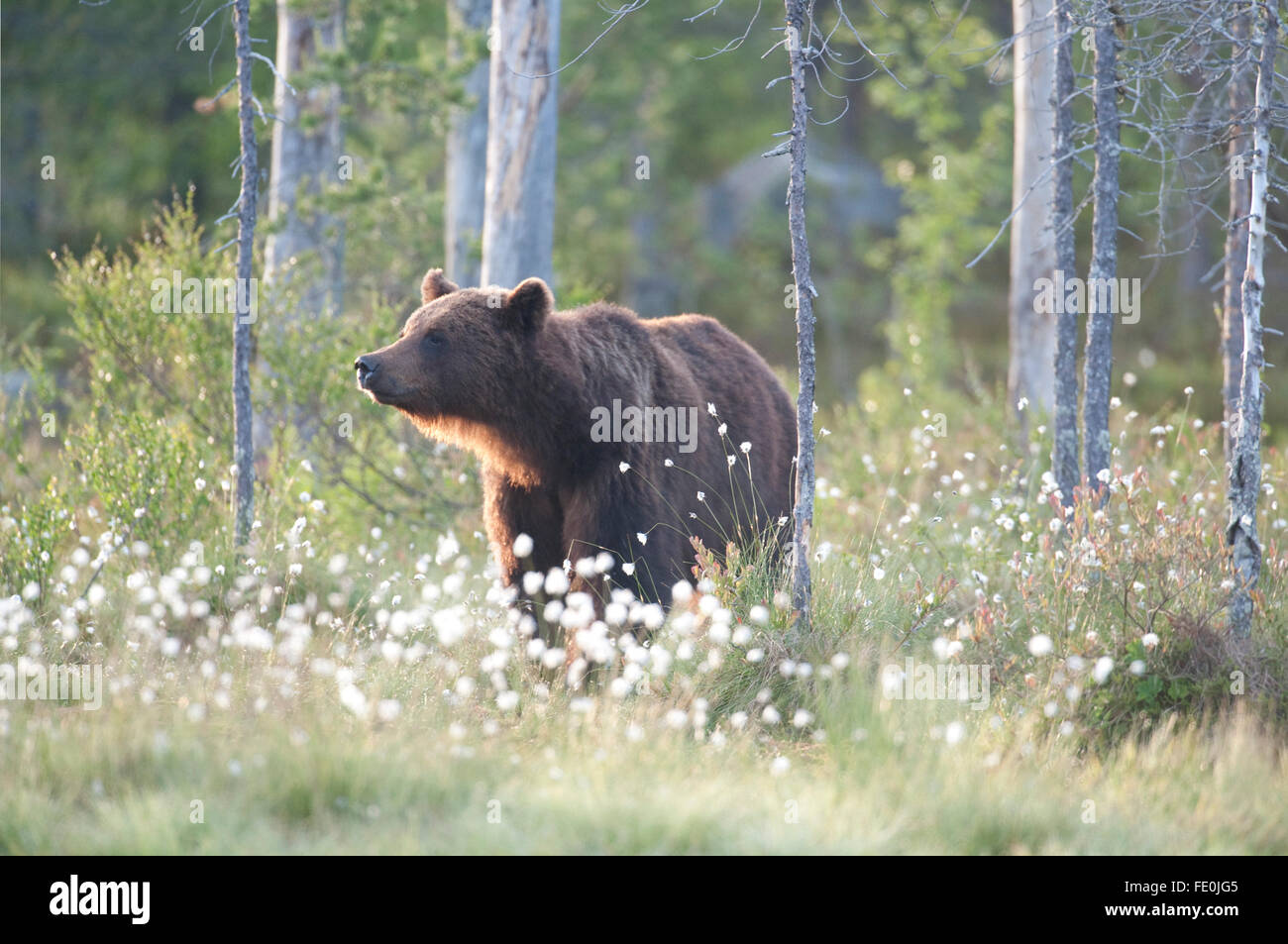 Unione di orso bruno Ursus arctos arctos, Finlandia Foto Stock