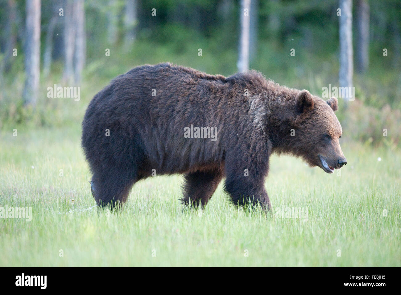 Unione di orso bruno Ursus arctos arctos, Finlandia Foto Stock