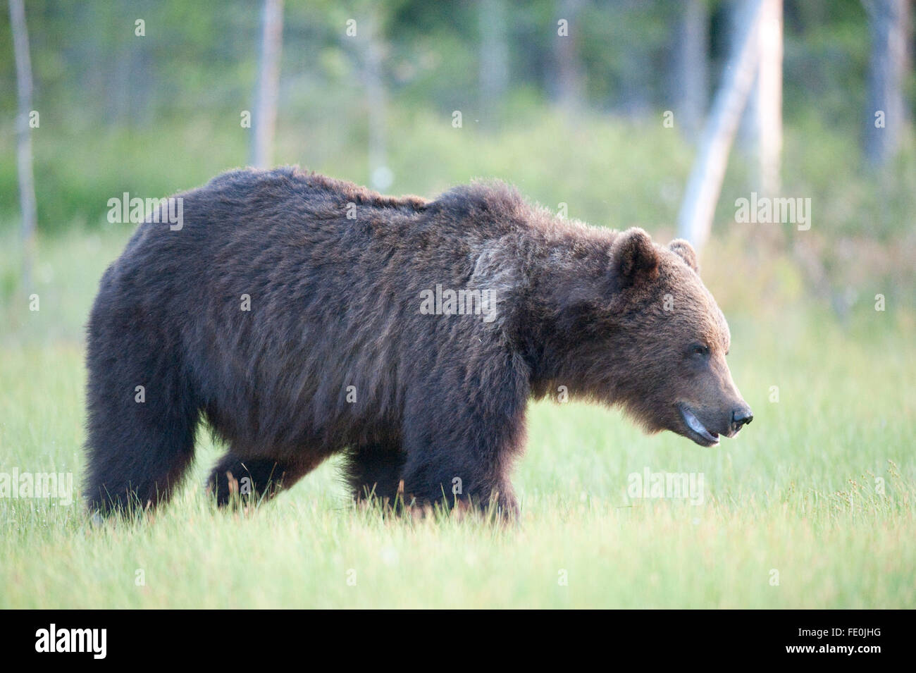 Unione di orso bruno Ursus arctos arctos, Finlandia Foto Stock